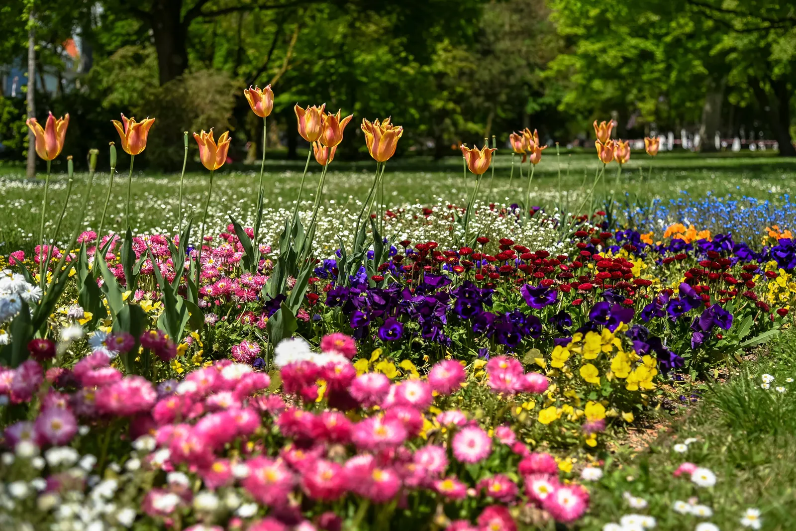 Bunt blühendes Frühlingsbeet mit Tulpen, Gänseblümchen und Stiefmütterchen im Volksgarten
