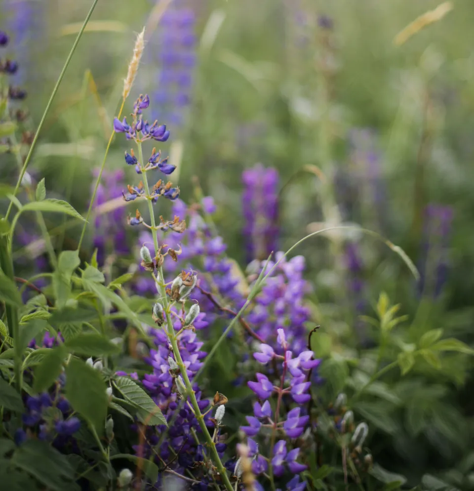 Blühende violette Lupinen auf einer grünen Sommerwiese