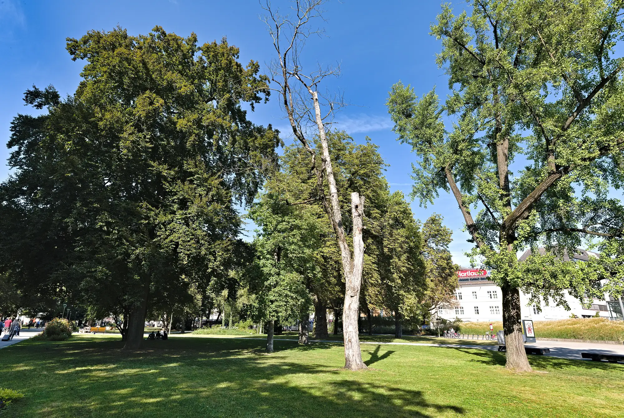 Baumkronen im Linzer Volksgarten